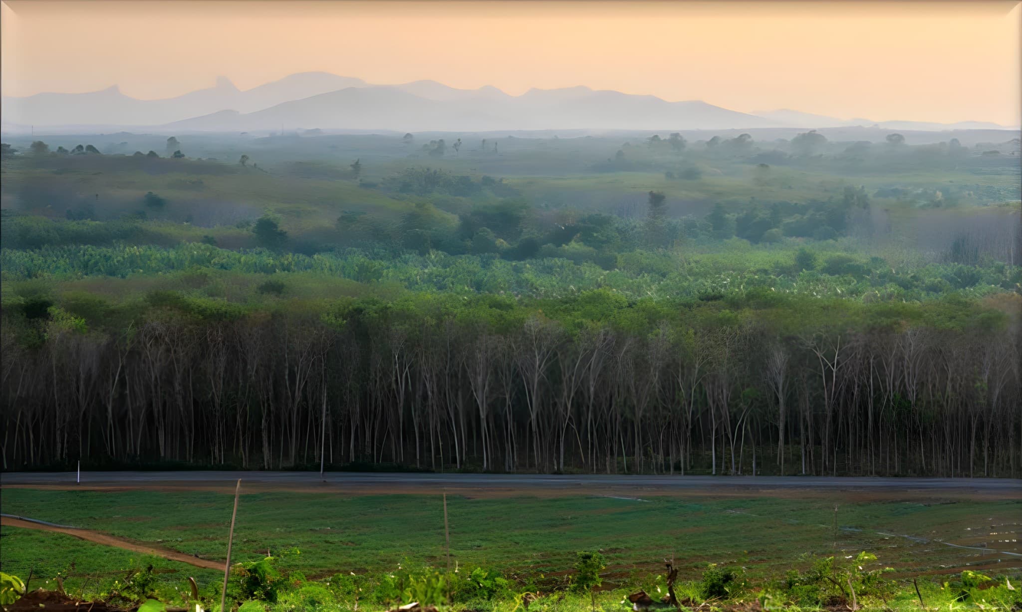 Rubber plantation stretching toward the hills