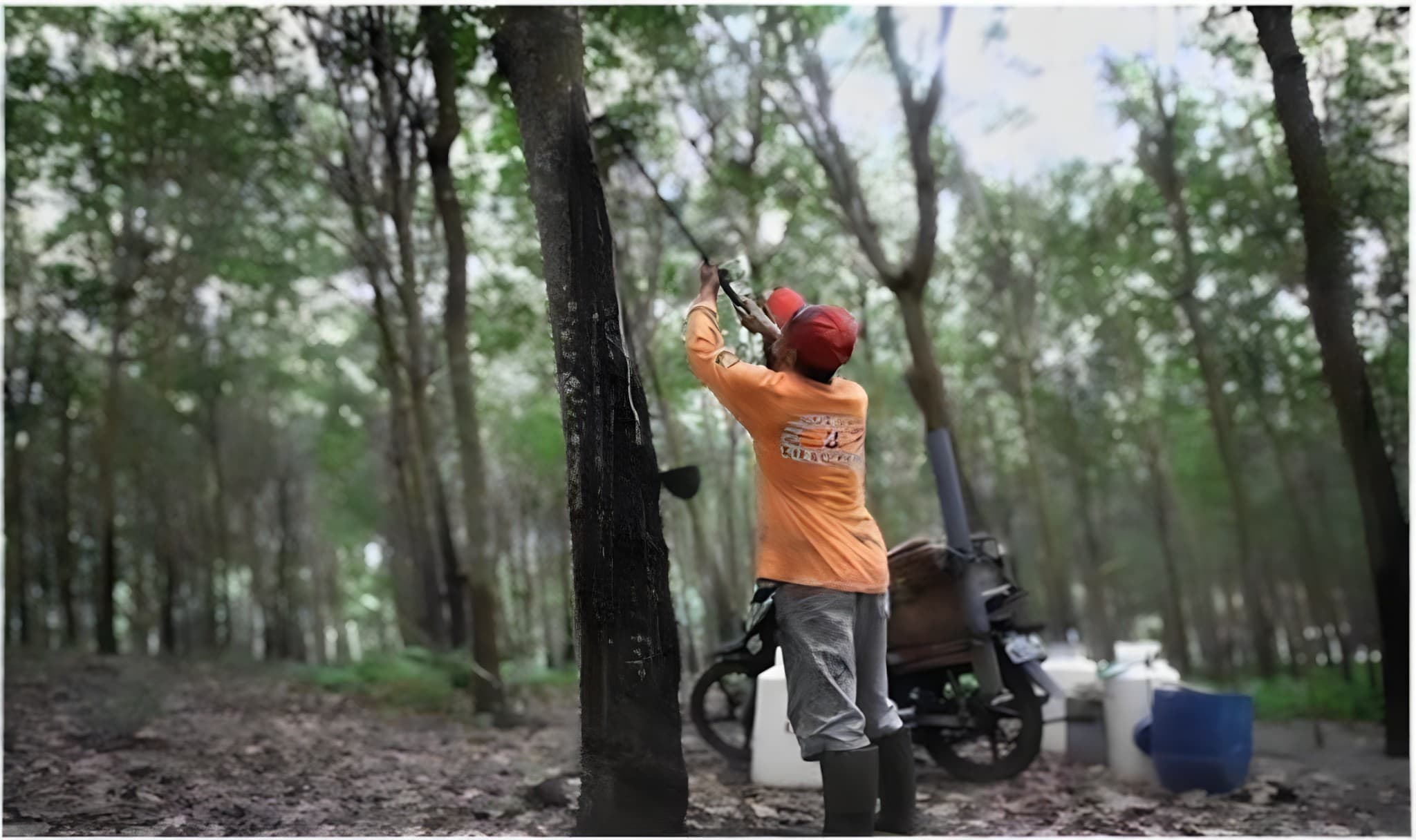 Worker tapping a rubber tree for latex